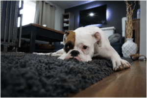 Cute Pets, Don’t Care? A Carpet Cleaning Service Will Make You
