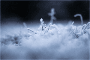 Why Winter is the Best Time to Get Your Carpet Professionally Cleaned