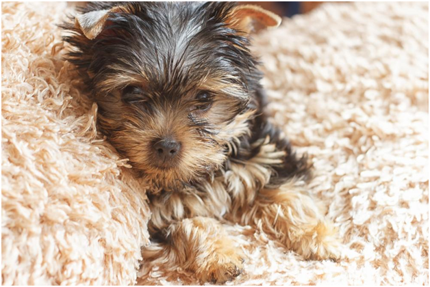 Why You Should Address Pet Stain on Your Carpet Immediately