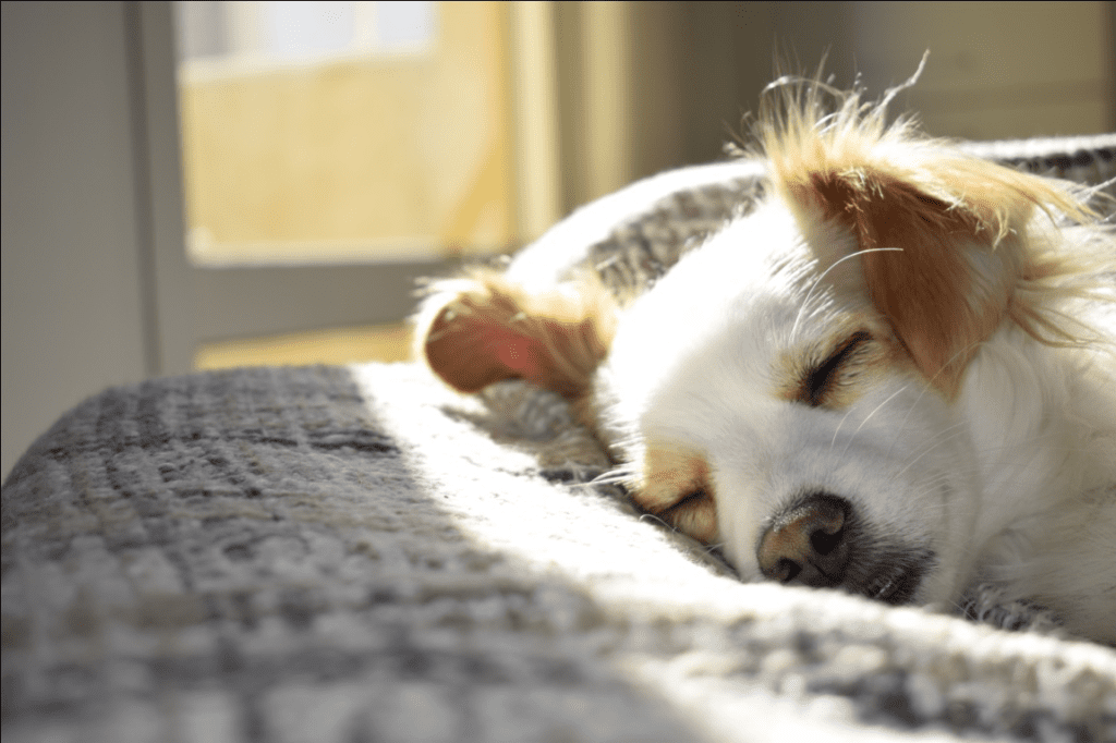 Ways to Get Rid Of Dog Smell and Hair From Your Home