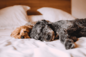 Stains and Odors—Ways To Keep Your House Clean with Pets