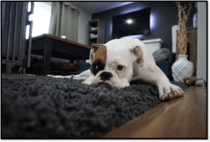 What’s Hiding in Your Dirty Carpet?