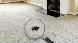 Creeping In Your Carpet